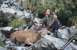 Stags in the Southern Alps
